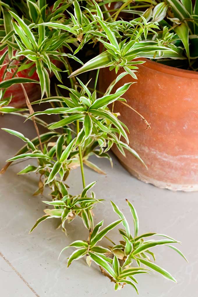 How to care for spider plant