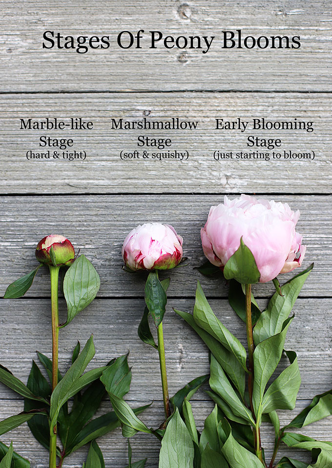 stages of peony blooms 