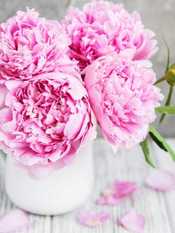 How to store peonies - pink peonies in a vase setting on a white wooden table.
