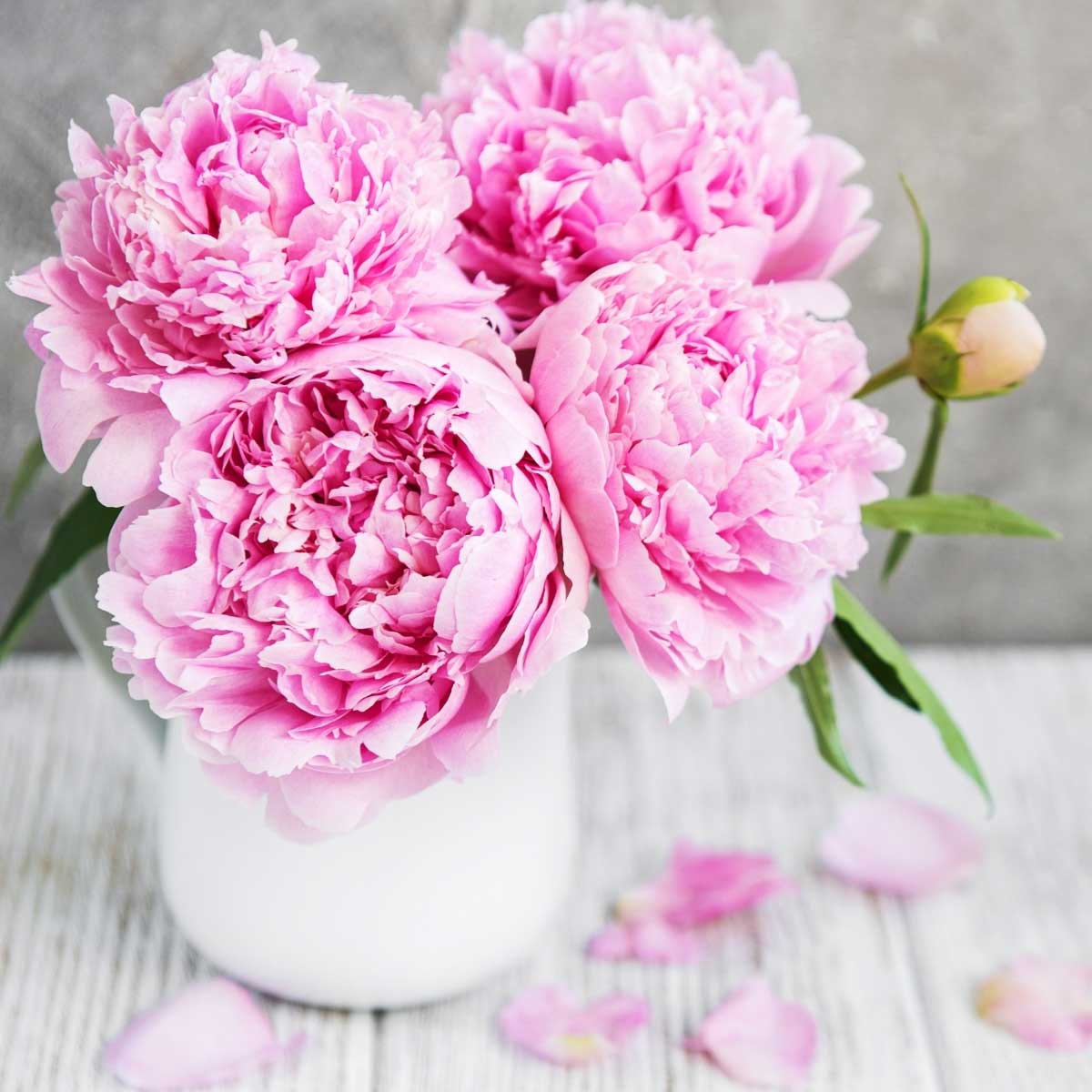 Pink peonies in a vase on a white wooden table