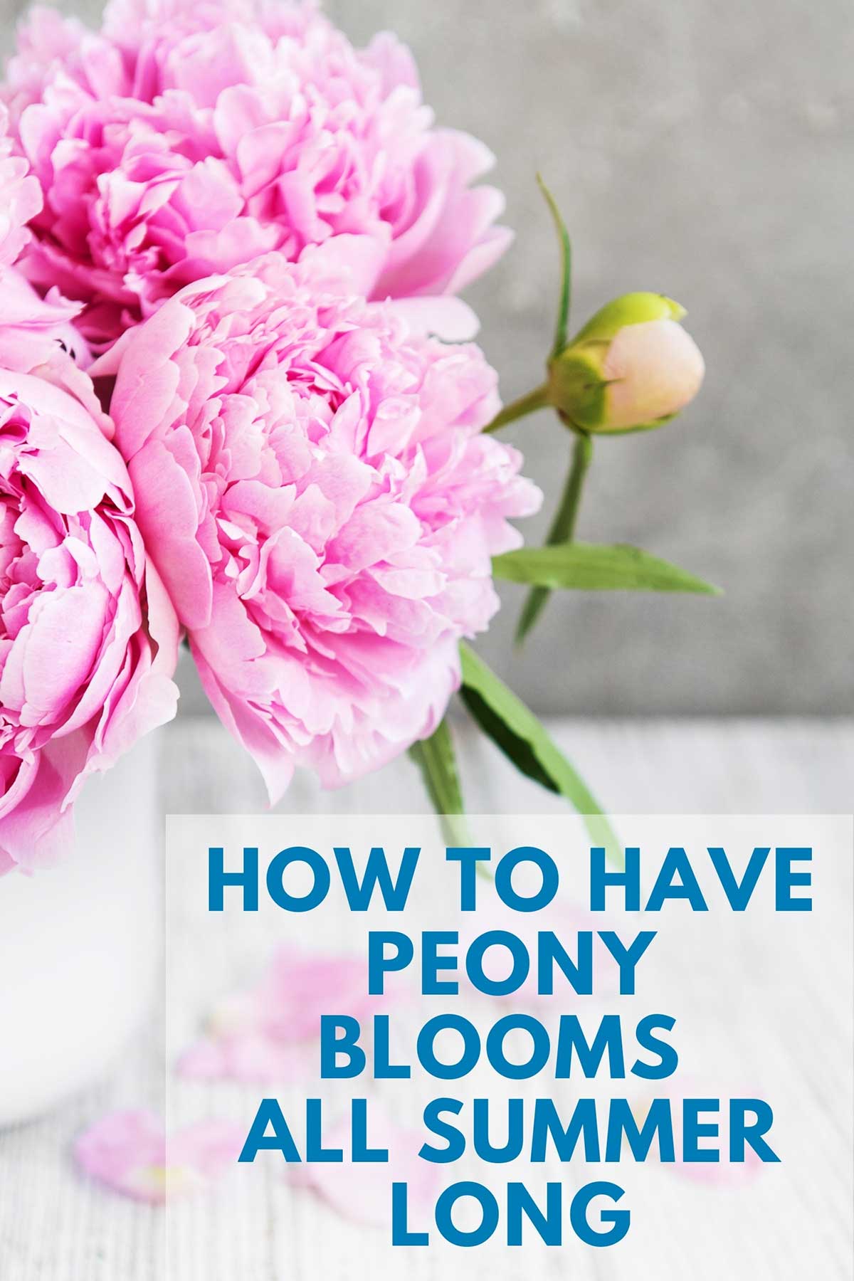Pink peonies in a vase with a white background.