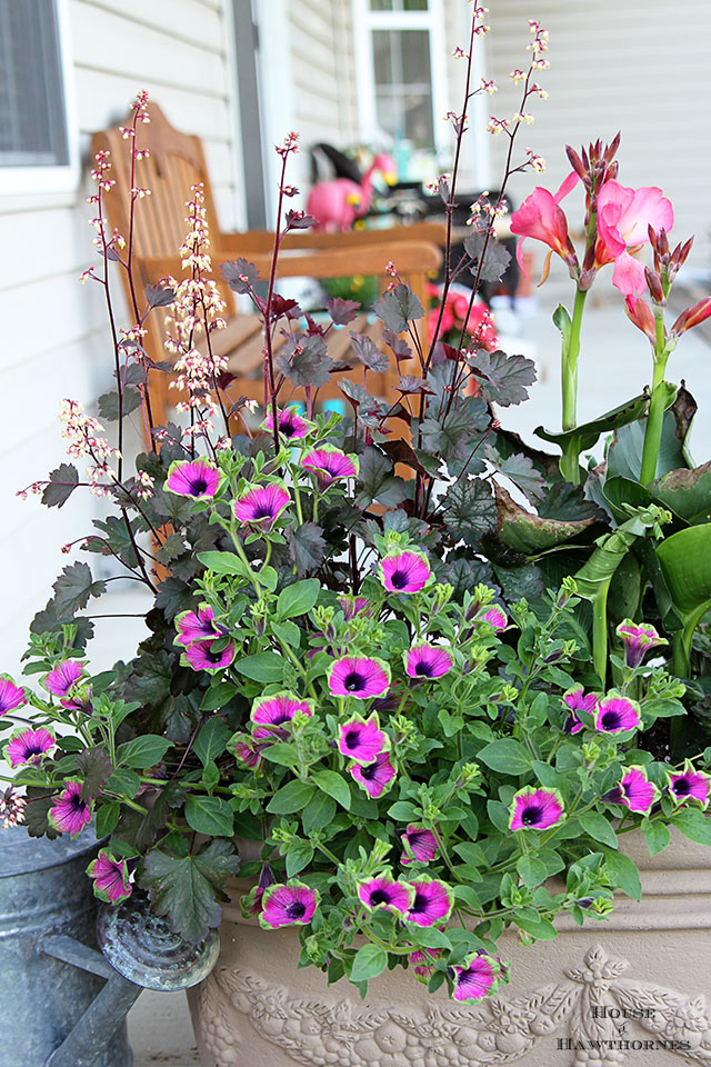 Plant combination idea for container garden including supertunias, canna and coral bells.