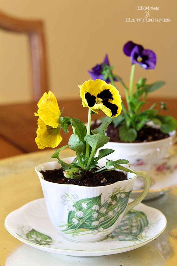 Plant pansies in thrift store teacups for DIY Easter and spring table decor. Would make creative favors or table number holders for weddings too!